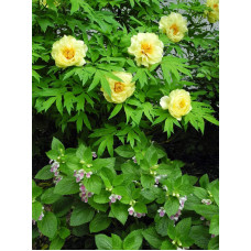 Півонія деревовидна Єллоу | Paeonia suffruticosa Yellow | Пион древовидный Еллоу