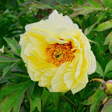 Півонія деревовидна Єллоу | Paeonia suffruticosa Yellow | Пион древовидный Еллоу