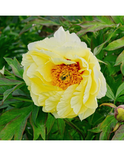 Півонія деревовидна Єллоу | Paeonia suffruticosa Yellow | Пион древовидный Еллоу