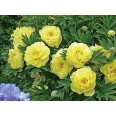 Півонія деревовидна Єллоу | Paeonia suffruticosa Yellow | Пион древовидный Еллоу