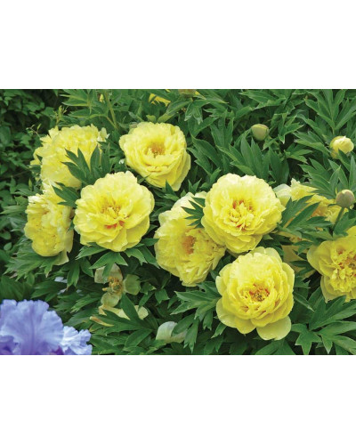 Півонія деревовидна Єллоу | Paeonia suffruticosa Yellow | Пион древовидный Еллоу