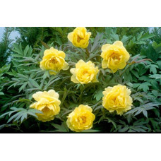 Півонія деревовидна Єллоу | Paeonia suffruticosa Yellow | Пион древовидный Еллоу