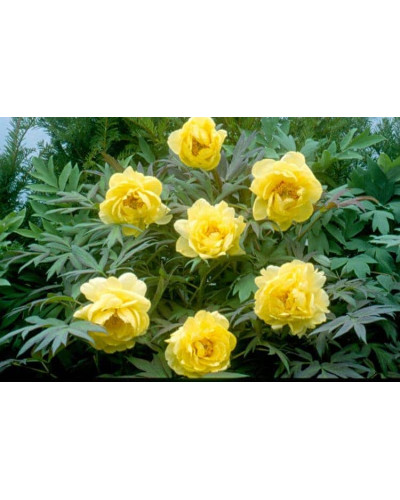 Півонія деревовидна Єллоу | Paeonia suffruticosa Yellow | Пион древовидный Еллоу
