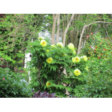 Півонія деревовидна Єллоу | Paeonia suffruticosa Yellow | Пион древовидный Еллоу