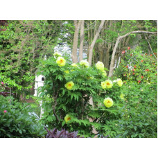Півонія деревовидна Єллоу | Paeonia suffruticosa Yellow | Пион древовидный Еллоу