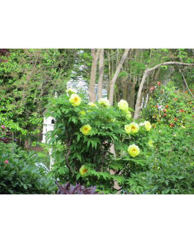 Півонія деревовидна Єллоу | Paeonia suffruticosa Yellow | Пион древовидный Еллоу