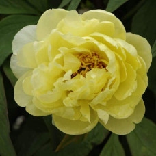 Півонія деревовидна Єллоу | Paeonia suffruticosa Yellow | Пион древовидный Еллоу