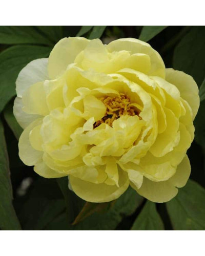 Півонія деревовидна Єллоу | Paeonia suffruticosa Yellow | Пион древовидный Еллоу