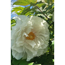 Півонія деревовидна Вайт | Paeonia suffruticosa White | Пион древовидный Вайт
