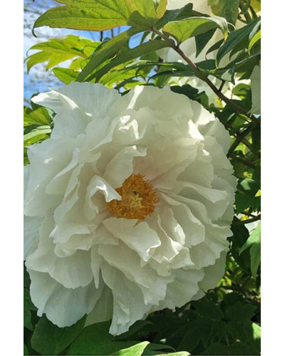 Півонія деревовидна Вайт | Paeonia suffruticosa White | Пион древовидный Вайт