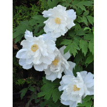 Півонія деревовидна Вайт | Paeonia suffruticosa White | Пион древовидный Вайт
