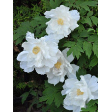 Півонія деревовидна Вайт | Paeonia suffruticosa White | Пион древовидный Вайт