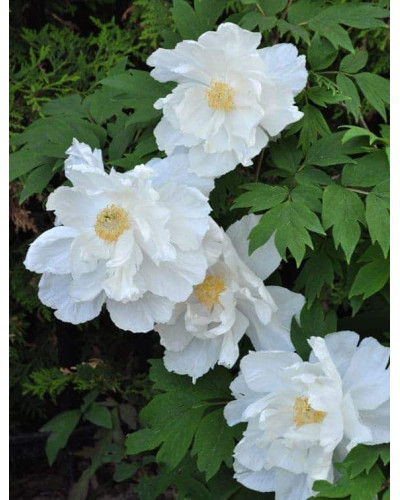 Півонія деревовидна Вайт | Paeonia suffruticosa White | Пион древовидный Вайт