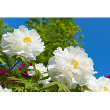 Півонія деревовидна Вайт | Paeonia suffruticosa White | Пион древовидный Вайт