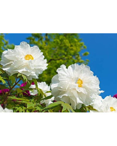 Півонія деревовидна Вайт | Paeonia suffruticosa White | Пион древовидный Вайт