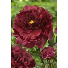 Півонія деревовидна Блек | Paeonia suffruticosa Black | Пион древовидный Блэк