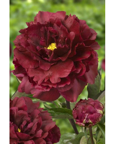 Півонія деревовидна Блек | Paeonia suffruticosa Black | Пион древовидный Блэк