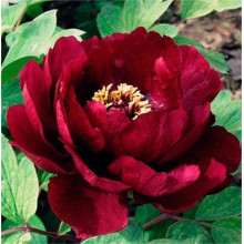 Півонія деревовидна Блек | Paeonia suffruticosa Black | Пион древовидный Блэк