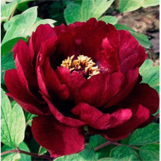 Півонія деревовидна Блек | Paeonia suffruticosa Black | Пион древовидный Блэк