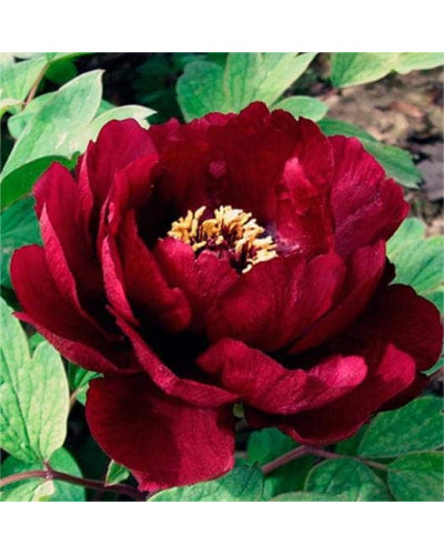 Півонія деревовидна Блек | Paeonia suffruticosa Black | Пион древовидный Блэк