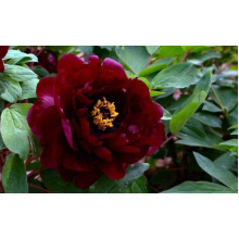 Півонія деревовидна Блек | Paeonia suffruticosa Black | Пион древовидный Блэк