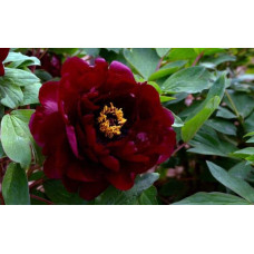 Півонія деревовидна Блек | Paeonia suffruticosa Black | Пион древовидный Блэк