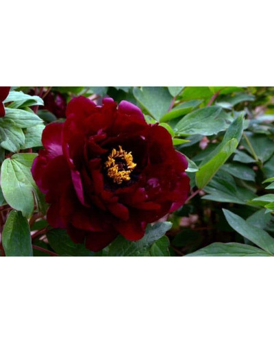 Півонія деревовидна Блек | Paeonia suffruticosa Black | Пион древовидный Блэк