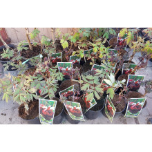 Півонія деревовидна Блек | Paeonia suffruticosa Black | Пион древовидный Блэк