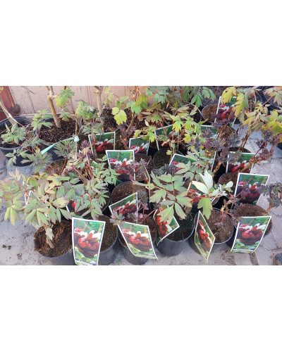Півонія деревовидна Блек | Paeonia suffruticosa Black | Пион древовидный Блэк