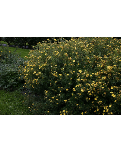 Перстач чагарниковий / Лапчатка кущова Танжерін | Potentilla fruticosa Tangerine | Лапчатка кустарниковая Танжерин