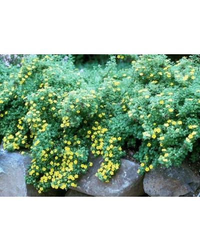 Перстач чагарниковий / Лапчатка кущова Танжерін | Potentilla fruticosa Tangerine | Лапчатка кустарниковая Танжерин