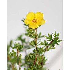 Перстач чагарниковий / Лапчатка кущова Танжерін | Potentilla fruticosa Tangerine | Лапчатка кустарниковая Танжерин
