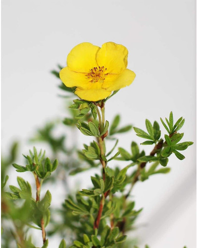 Перстач чагарниковий / Лапчатка кущова Танжерін | Potentilla fruticosa Tangerine | Лапчатка кустарниковая Танжерин