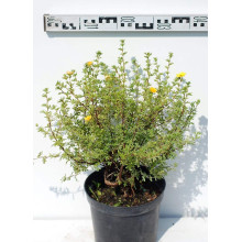 Перстач чагарниковий / Лапчатка кущова Танжерін | Potentilla fruticosa Tangerine | Лапчатка кустарниковая Танжерин