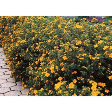 Перстач чагарниковий / Лапчатка кущова Танжерін | Potentilla fruticosa Tangerine | Лапчатка кустарниковая Танжерин