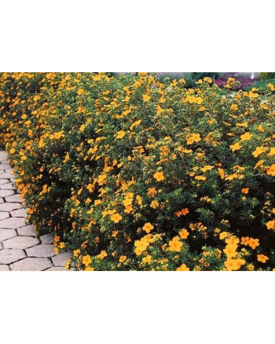 Перстач чагарниковий / Лапчатка кущова Танжерін | Potentilla fruticosa Tangerine | Лапчатка кустарниковая Танжерин