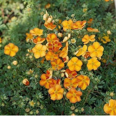 Перстач чагарниковий / Лапчатка кущова Танжерін | Potentilla fruticosa Tangerine | Лапчатка кустарниковая Танжерин