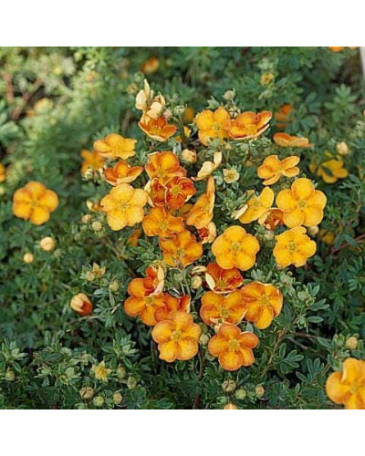 Перстач чагарниковий / Лапчатка кущова Танжерін | Potentilla fruticosa Tangerine | Лапчатка кустарниковая Танжерин