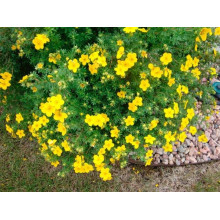 Перстач чагарниковий / Лапчатка кущова Танжерін | Potentilla fruticosa Tangerine | Лапчатка кустарниковая Танжерин