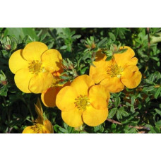 Перстач чагарниковий / Лапчатка кущова Танжерін | Potentilla fruticosa Tangerine | Лапчатка кустарниковая Танжерин