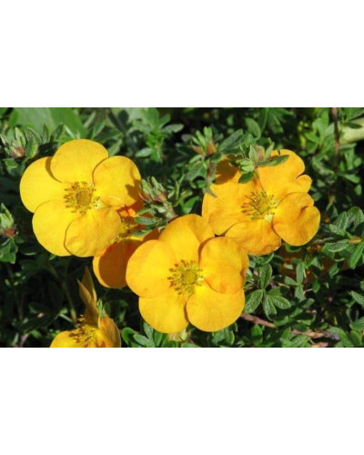 Перстач чагарниковий / Лапчатка кущова Танжерін | Potentilla fruticosa Tangerine | Лапчатка кустарниковая Танжерин