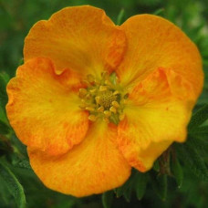 Перстач чагарниковий / Лапчатка кущова Танжерін | Potentilla fruticosa Tangerine | Лапчатка кустарниковая Танжерин