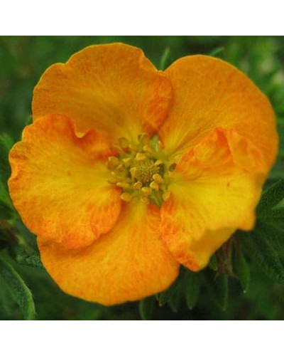 Перстач чагарниковий / Лапчатка кущова Танжерін | Potentilla fruticosa Tangerine | Лапчатка кустарниковая Танжерин