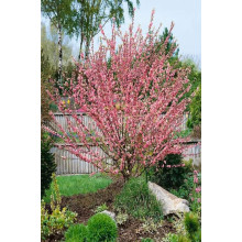 Мигдаль трилопатевий | Prunus triloba | Миндаль трёхлопастной
