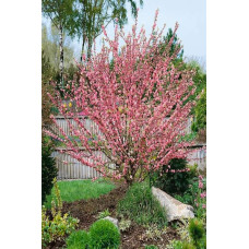 Мигдаль трилопатевий | Prunus triloba | Миндаль трёхлопастной