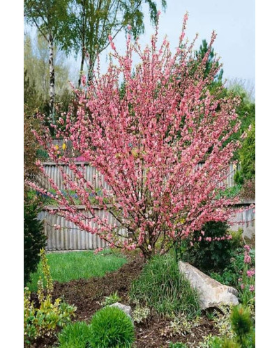 Мигдаль трилопатевий | Prunus triloba | Миндаль трёхлопастной