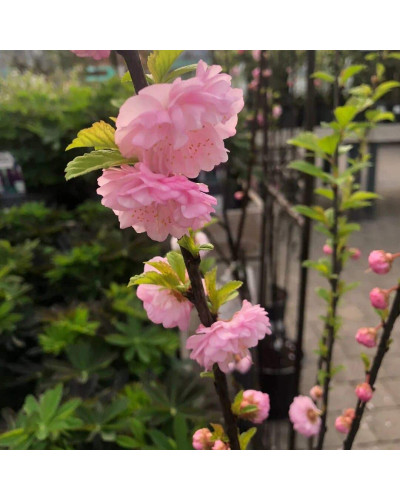 Мигдаль трилопатевий | Prunus triloba | Миндаль трёхлопастной