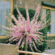 Мигдаль трилопатевий | Prunus triloba | Миндаль трёхлопастной