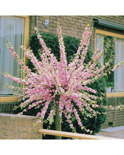 Мигдаль трилопатевий | Prunus triloba | Миндаль трёхлопастной