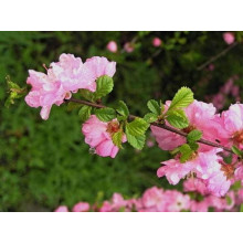 Мигдаль трилопатевий | Prunus triloba | Миндаль трёхлопастной